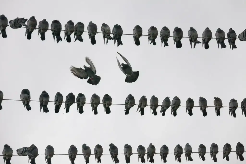 installation de pic anti-pigeon Argentat-sur-Dordogne