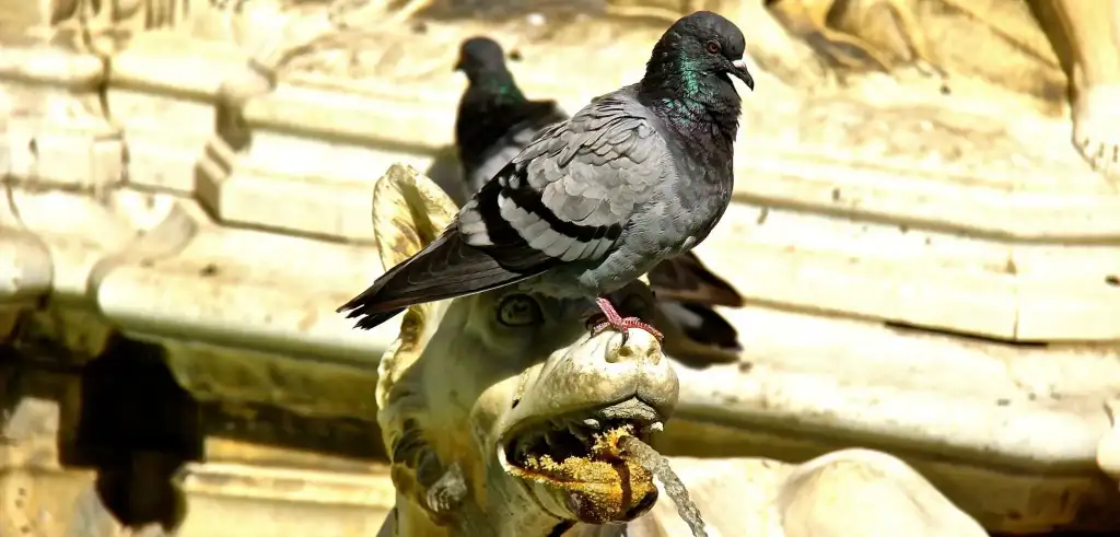 installation de pic anti-pigeon Brive-la-Gaillarde
